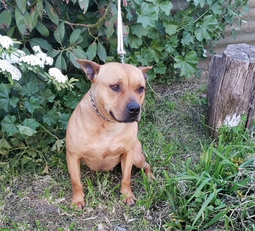 Pitbull