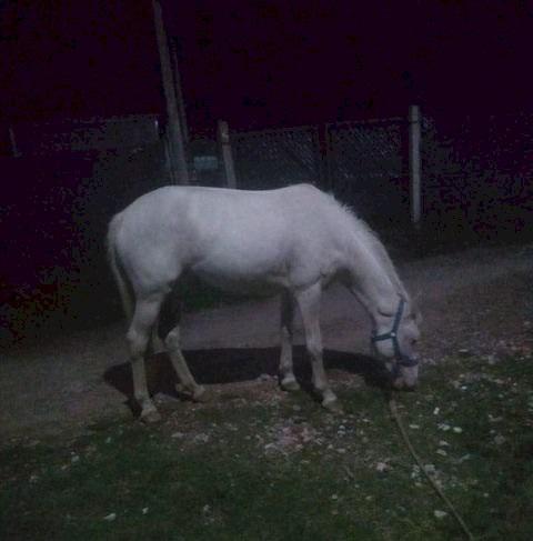 Caballo