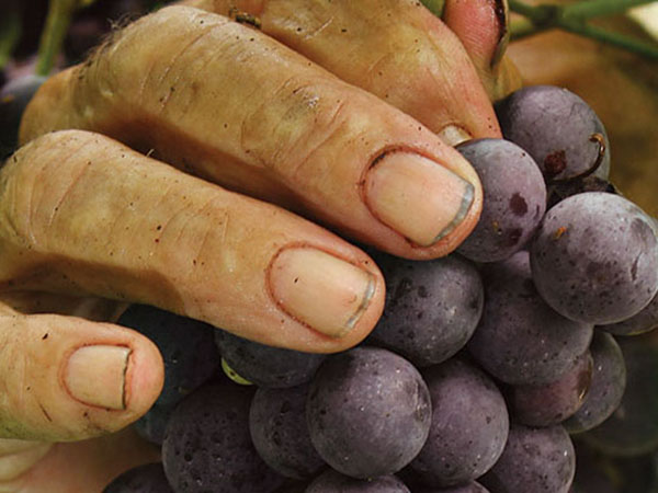 Vino de la Costa