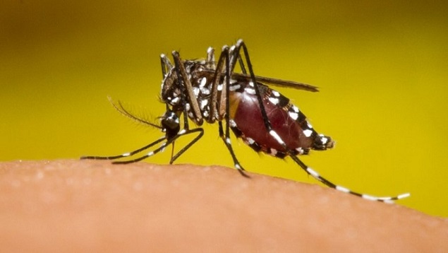 Dengue