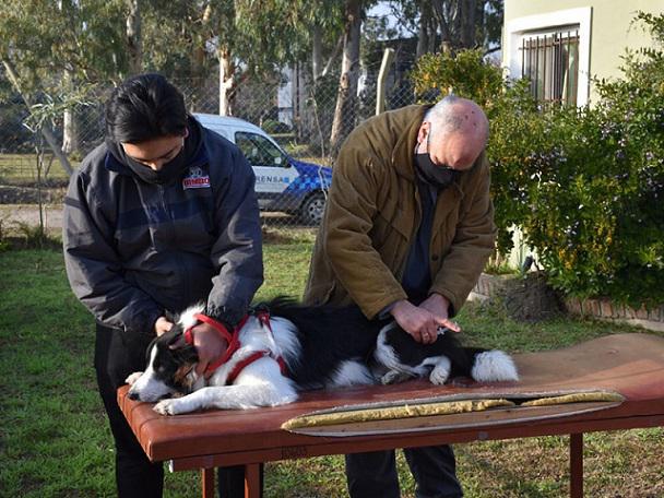 Veterinaria