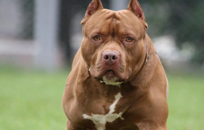 Pitbull