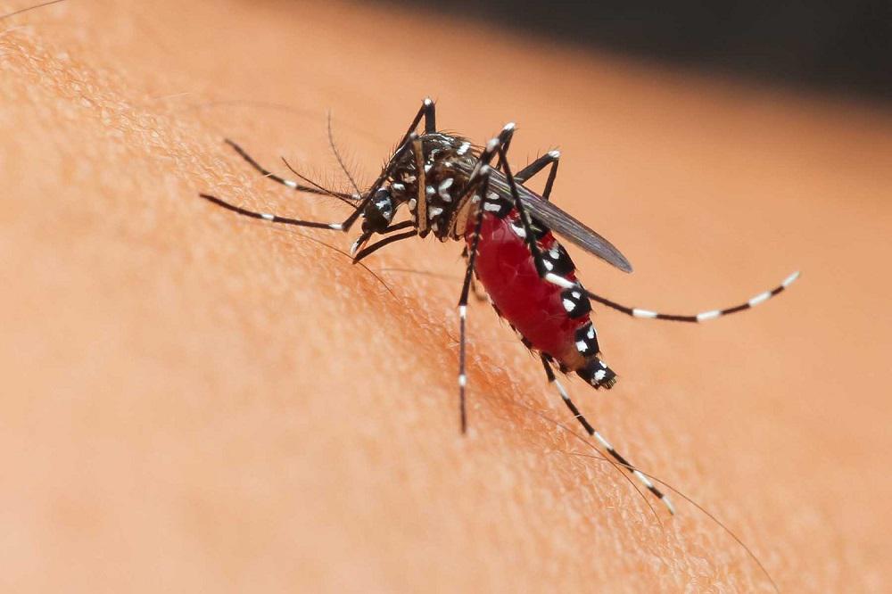 Mosquito