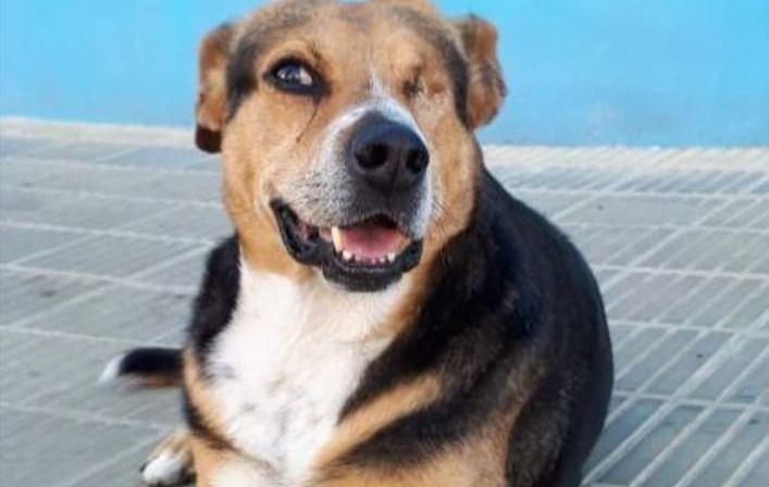Pirata