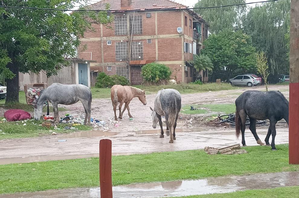 Caballos