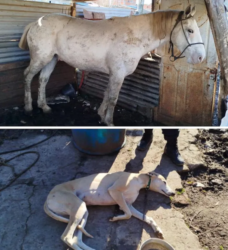 Caballo