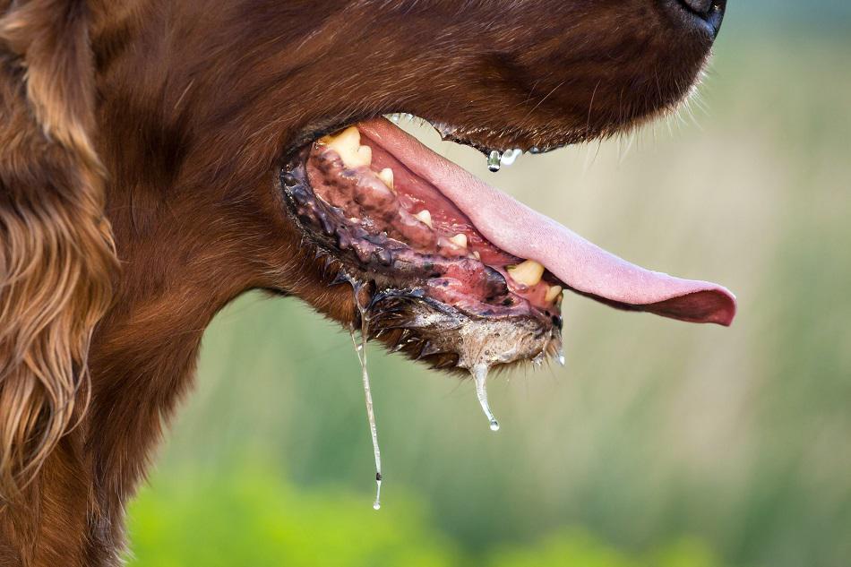 Perro