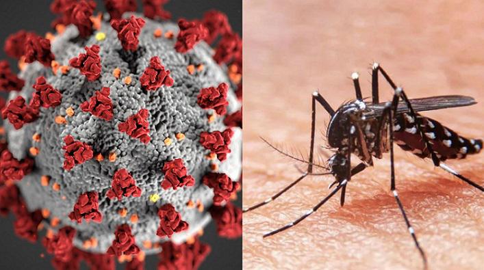 Coronavirus Dengue