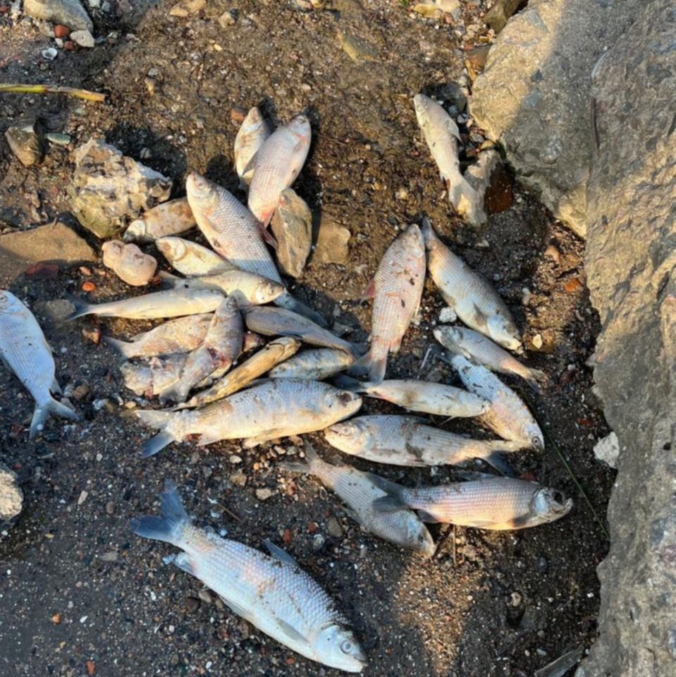 Peces