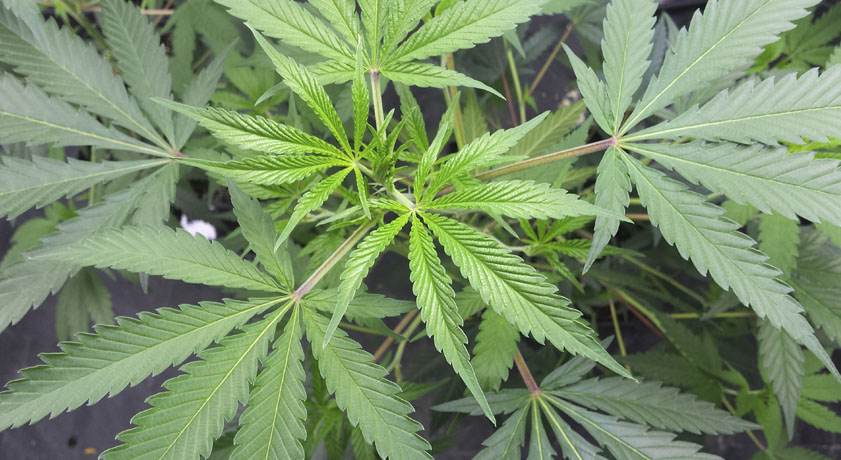 Marihuana