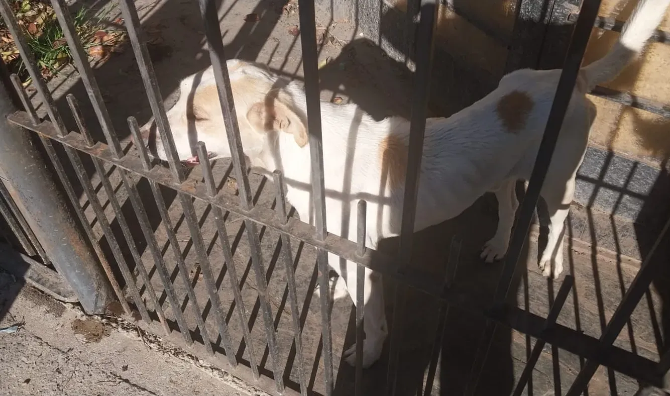 Perro