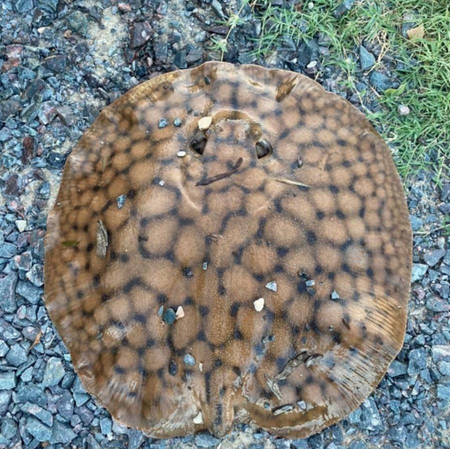 Raya