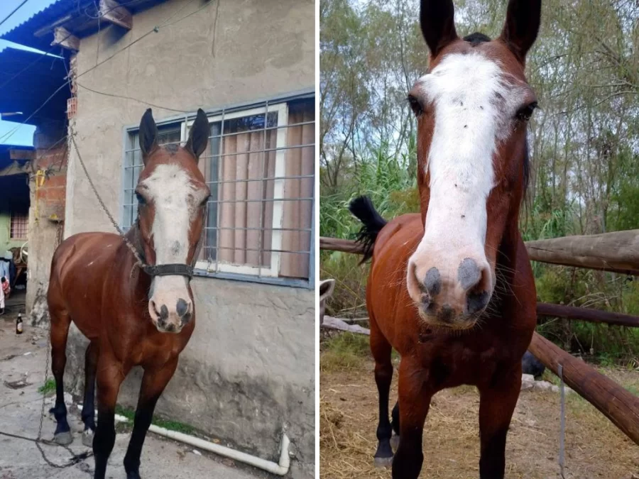 Caballo