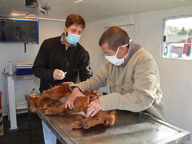 Veterinaria