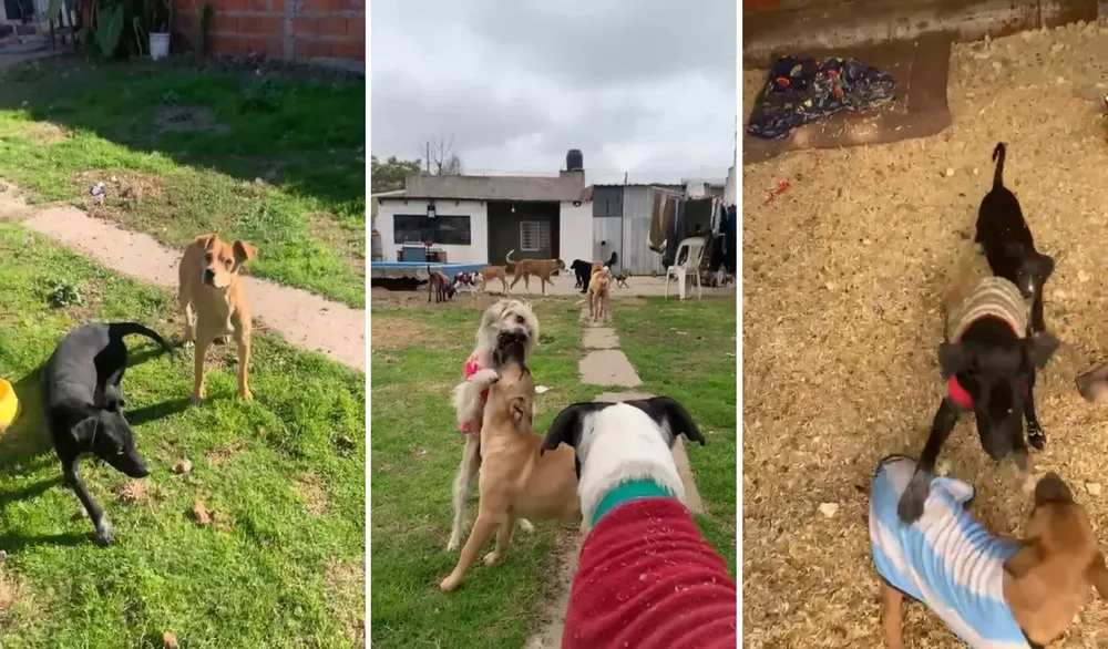Perros Refugio