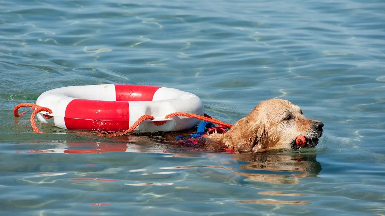 Perro rescate