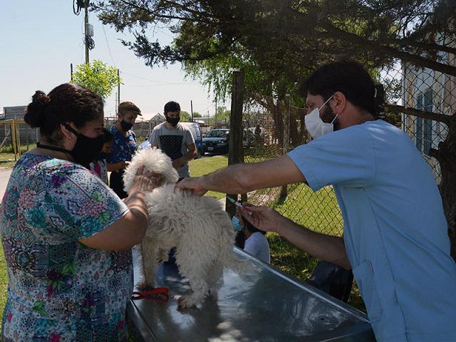 Perros