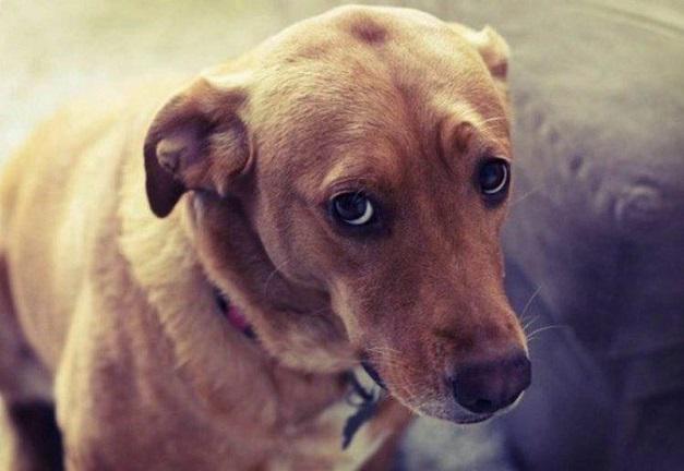 Perro