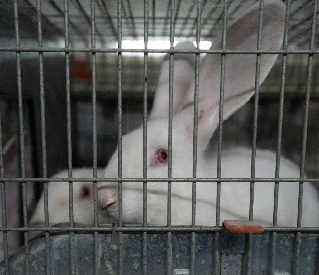 Conejos