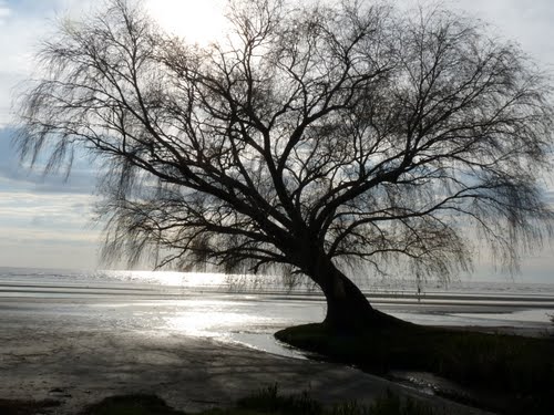 arbol
