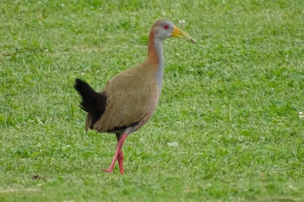 Pajaro Berisso