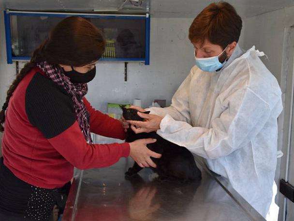 Veterinaria