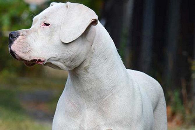 Perro